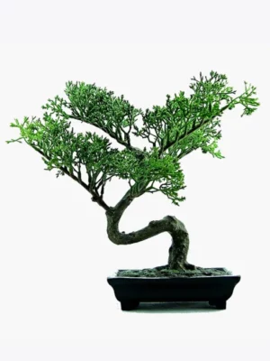 product-image-2_optimized Tellus Molestie