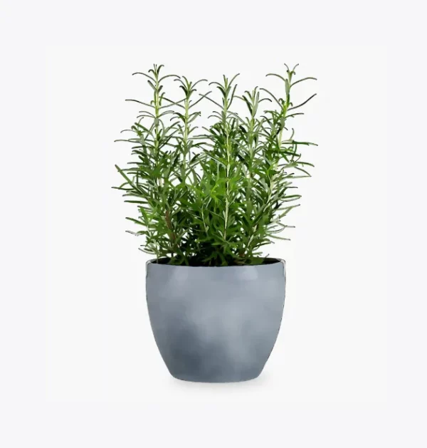 product-image-5_optimized Tellus Molestie