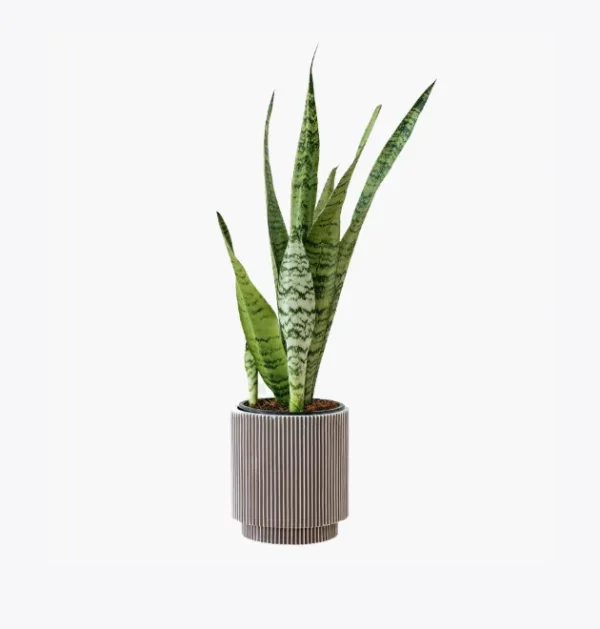 product-image-6_optimized Praesent Semper